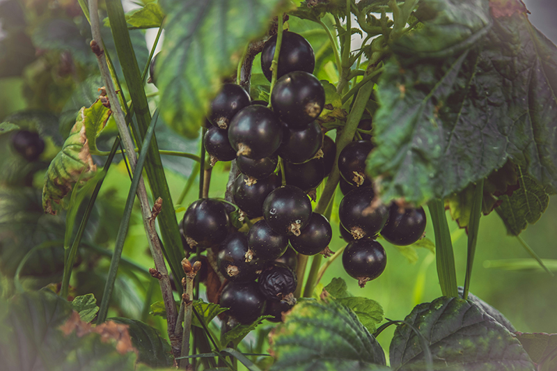 Los antioxidantes explicados en términos simple III