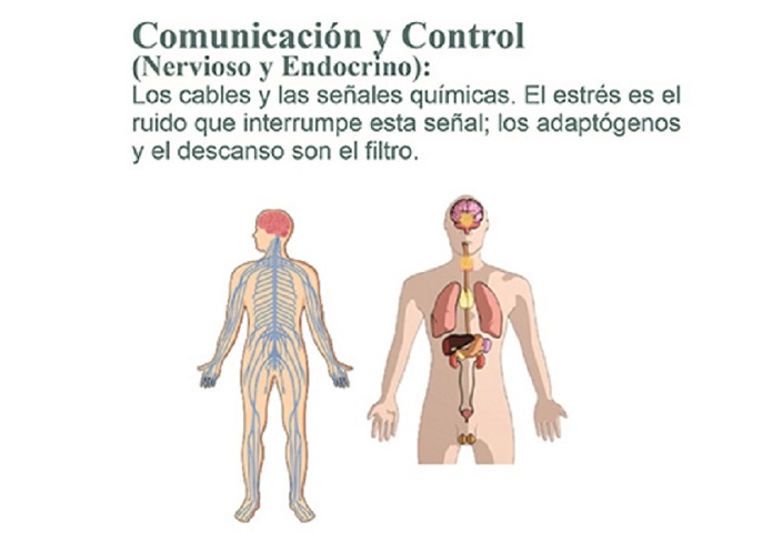 La Maquinaria Perfecta: Comunicación y Control (Nervioso y Endocrino) Los 11 Sistemas