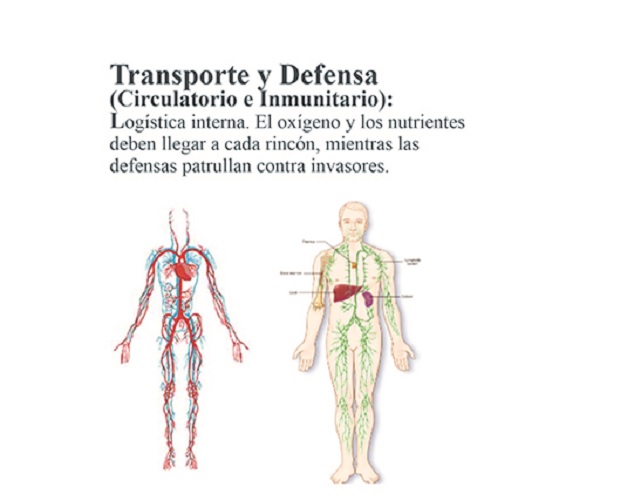 La Maquinaria Perfecta Transporte y Defensa (Circulatorio e Inmunitario)  Los 11 Sistemas