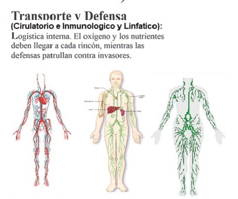 La Maquinaria Perfecta Transporte y Defensa (Circulatorio e Inmunitario y Linfático )  Los 12 Sistemas