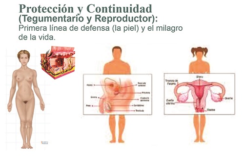La Maquinaria Perfecta Protección y Continuidad (Tegumentario y Reproductor) Los 11 Sistemas